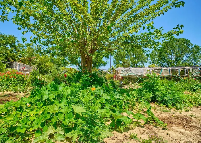 Stacys Near Sidari