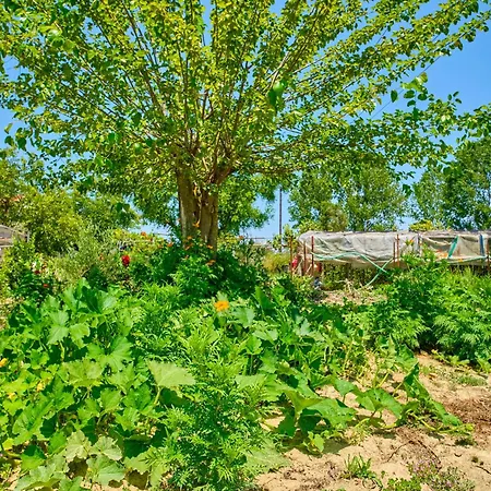 Stacys Near Sidari